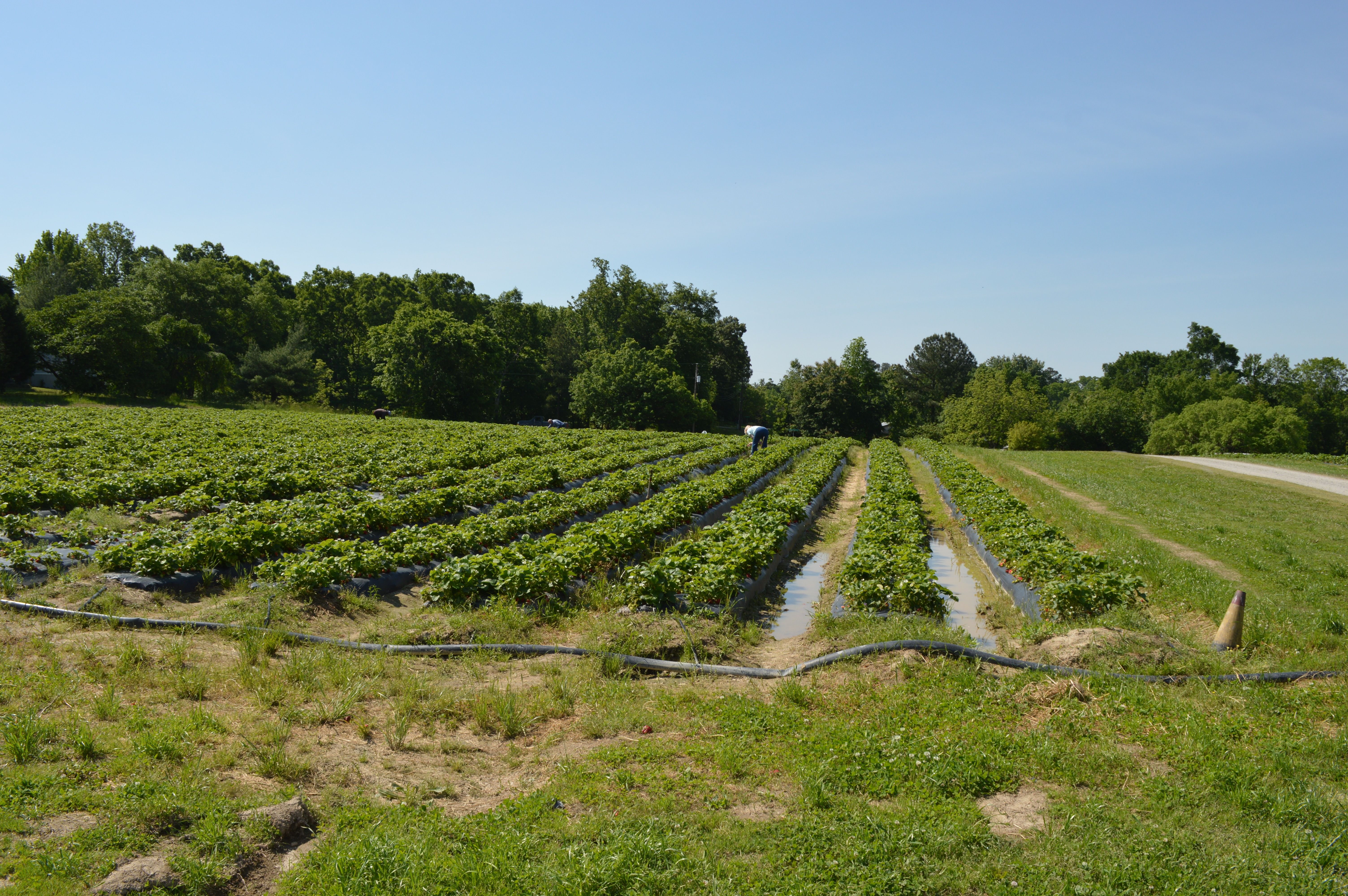 Noon Report (Friday, May 10, 2013) NC State Extension