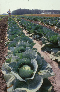 Cover photo for Vegetable Production Update - September 28, 2018