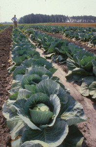 cabbage in a field