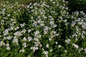 Ageratum high tide white