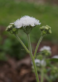 Ageratum high tide white