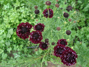 Scabiosa 'Black Knight'