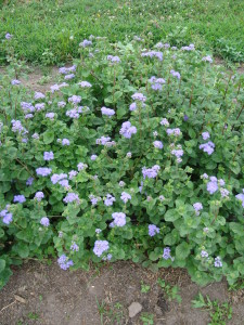 Ageratum 'Blue Horizon'