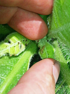 Notice the small, black specks of caterpillar ‘frass’ (droppings) as a sign of recent feeding by this young budworm at Kinston, NC. Photo: Demetri Tsiolkas