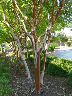 Crape myrtle