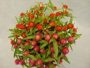 Gomphrena 'QIS Red,' top, and 'QIS Carmine,' bottom
