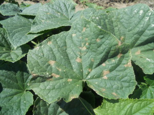 Cover photo for Pest News: New Cucurbit Downy Mildew Report in Cucumber From Franklin County and Several Cucurbits in Johnston County