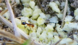 A worker ant forages for bait. 