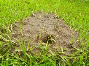 Be on the lookout for fire ant mounds in lawns and gardens. 