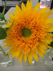 Sunflower 'Goldy Double'