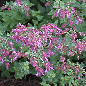 Origanum laevigatum 'Pilgrim'