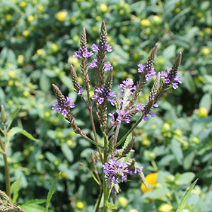 Verbena hastata