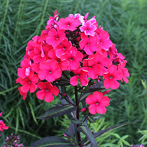 'Lord Clayton' garden phlox