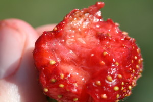 Two spotted wing drosophila larvae in a day neutral strawberry at the Upper Mountain Research Station, near Laurel Springs, NC. Photo: HJB, 2010.