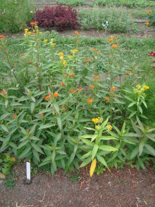 Asclepias 'Silky Formula Mix'