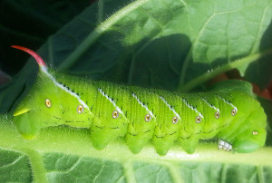 Tobacco Hornworm