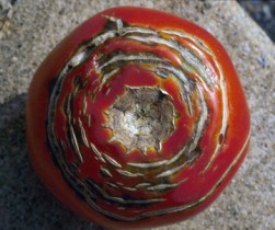 Concentric cracking of tomato fruit