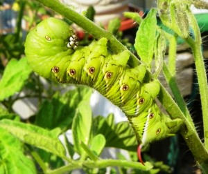 Inspect your tomato plants for hornworms before they devour your tomato plant. 