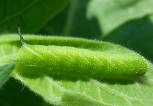 The tobacco hornworm (above) has a red spike, and the tomato hornworm (below) has a blue spike. Photo: Demetri Tsiolkas