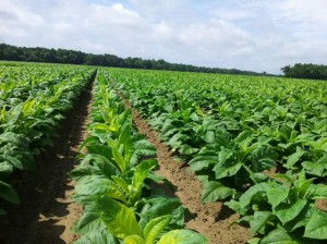 Yellowed tobacco following an insecticide application for tobacco budworm. Hertford County, NC. Photo via Matthew Vanv