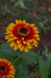 Zinnia 'Zowie Yellow Flame'