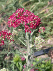 achillea_cassis