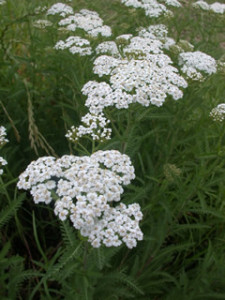 achillea_millifolium_weiss_wonder