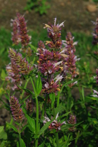 agastache-cotton-candy