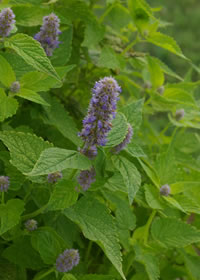 agastache_golden_jubilee