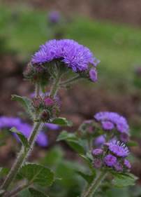 ageratum_high_tide_blue_1