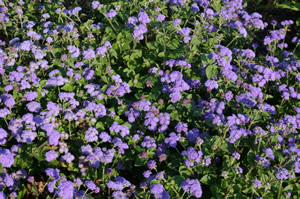 ageratum_high_tide_blue_2