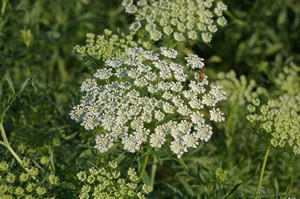 Ammi majus graceland