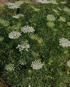 Ammi majus graceland