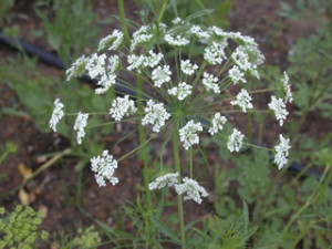 Ammi majus 'White Wonder'