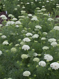 Ammi visnaga 'Casablanca'