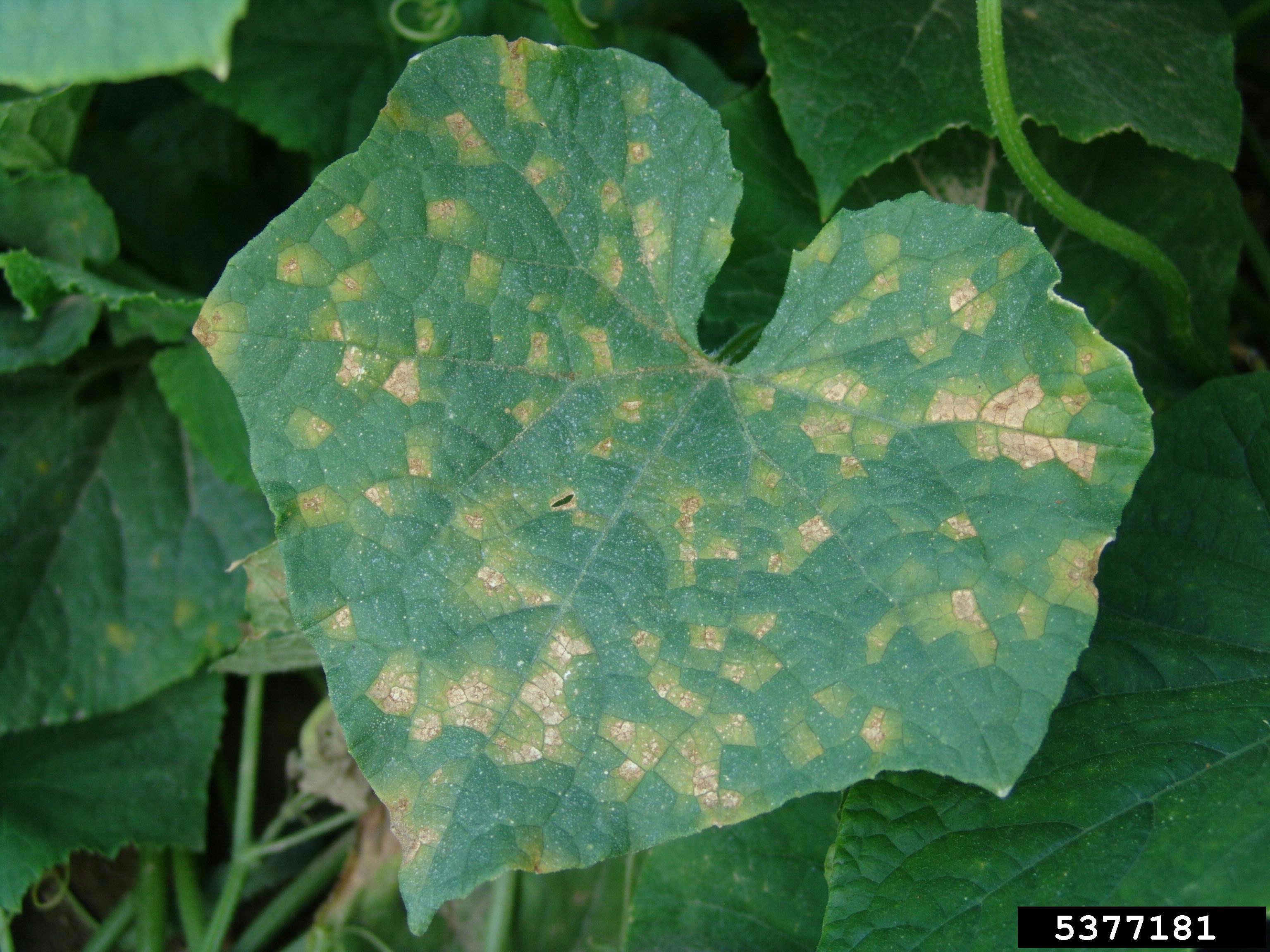 Pest News Downy Mildew Outbreak On Cucumbers In Southeast North green-smoothie-recipe-green-smoothie-recipes-easy-green-smoothie