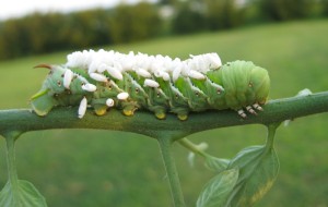 This hornworm is covered in parasitic wasp cocoons. 