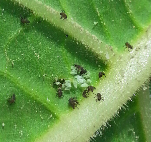 Ladybug larvae hatching at Kinston, NC: in addition to eating aphids, they feed on young caterpillars. Photo: Demetri Tsiolkas