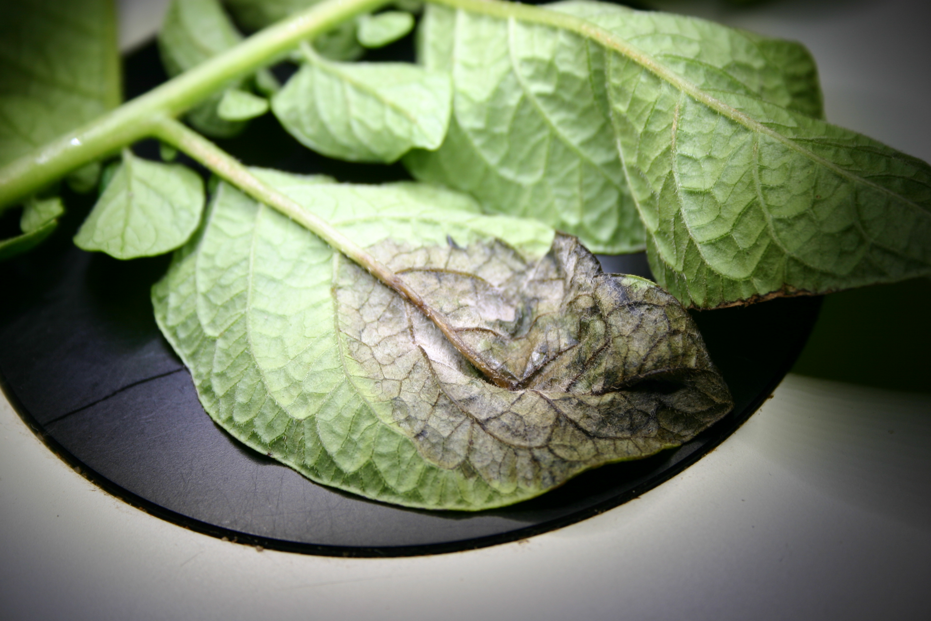 Late blight symptoms on potato leaf (Photo, North Carolina Plant Disease and Insect Clinic)
