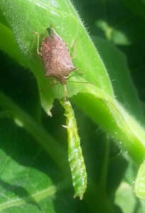 The spined solider bug cal also feed on budworms at Kinston, NC. Photo: Demetri Tsiolkas