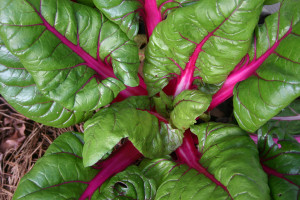 Swiss Chard plant