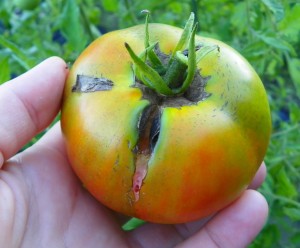 Tomatoes with radial cracks will rot quickly if left on the vine. 