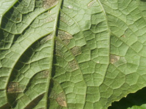 Cover photo for Pest News: Cucurbit Downy Mildew Found in Sampson, Hertford and Martin Counties