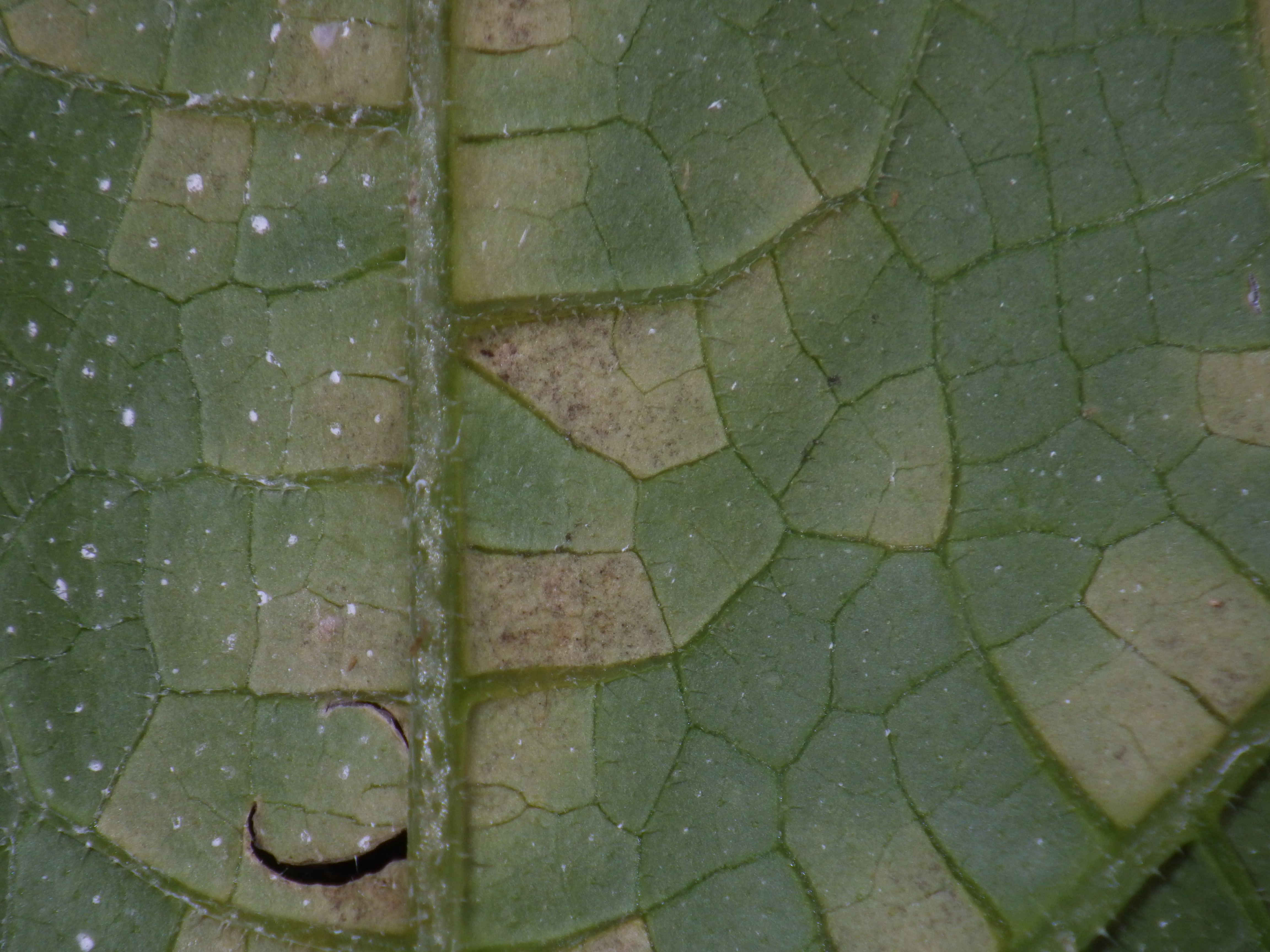 Close-up of cucurbit downy mildew "downy", dark (gray, black, brown) sporulation on backside of cucumber leaf (Photo, Travis Birdsell, NCSU Extension Agent)