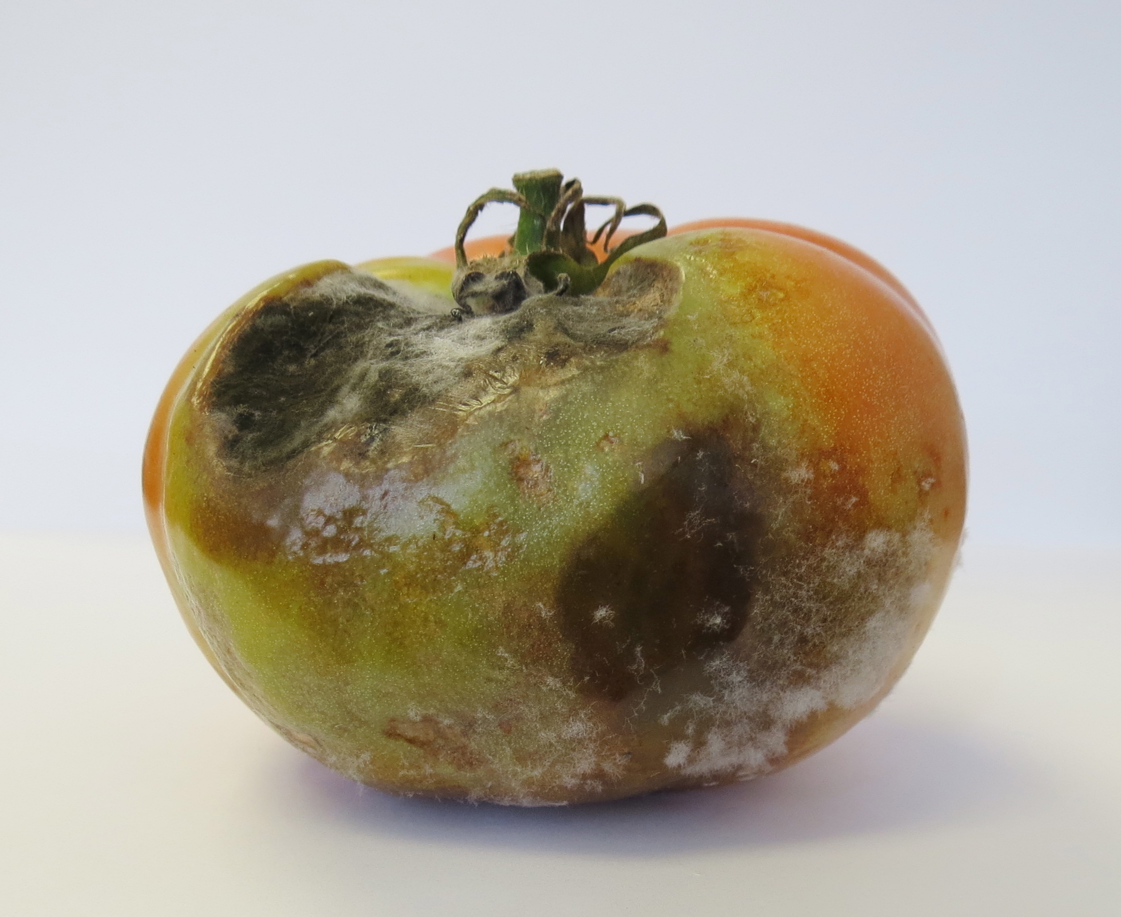Late blight on tomato fruit (Photo Dr. Lina Quesada, NCSU Vegetable Pathology Lab)