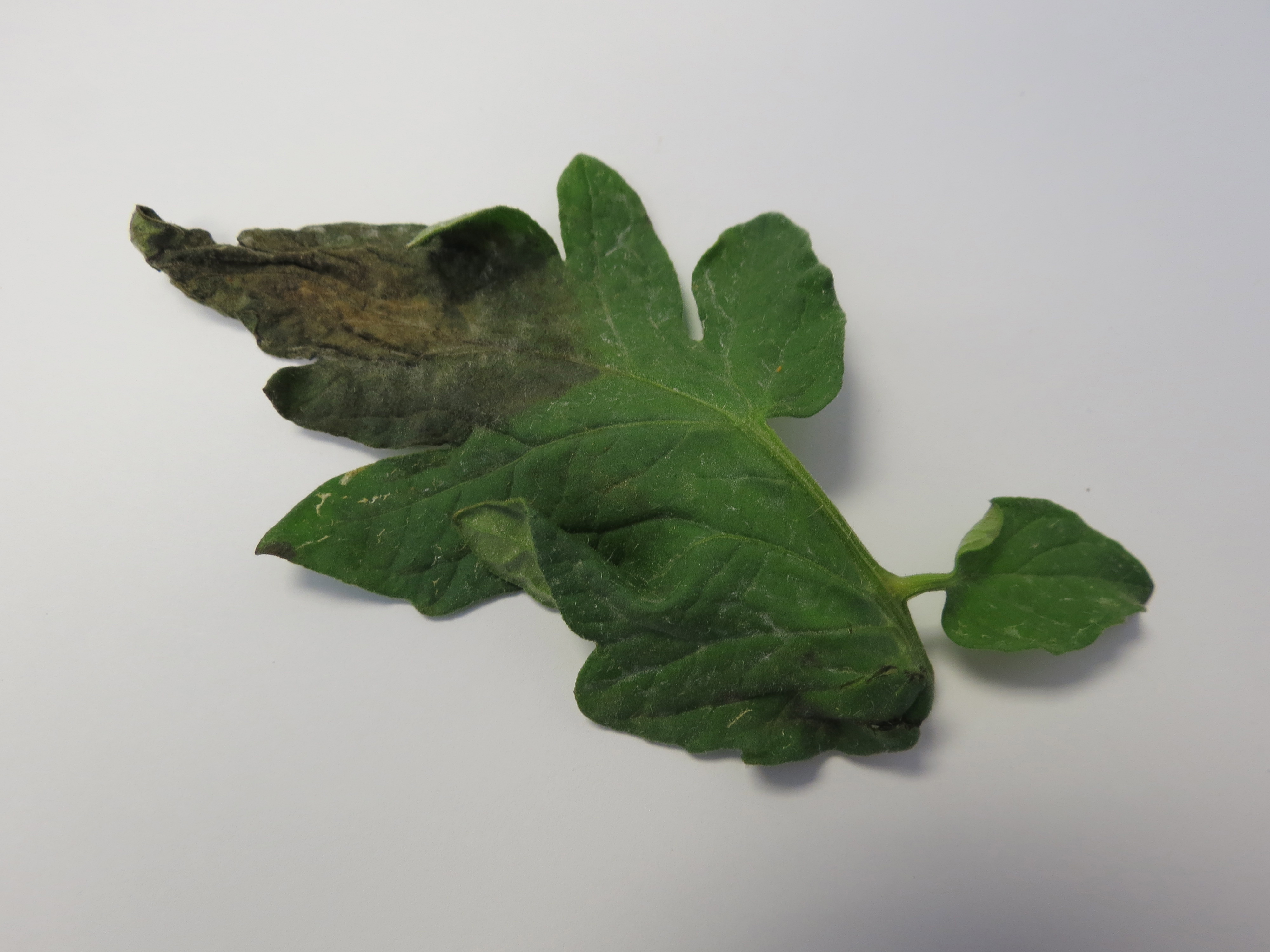 Late blight on tomato leaf (Photo Lina Quesada, NCSU vegetable pathology)