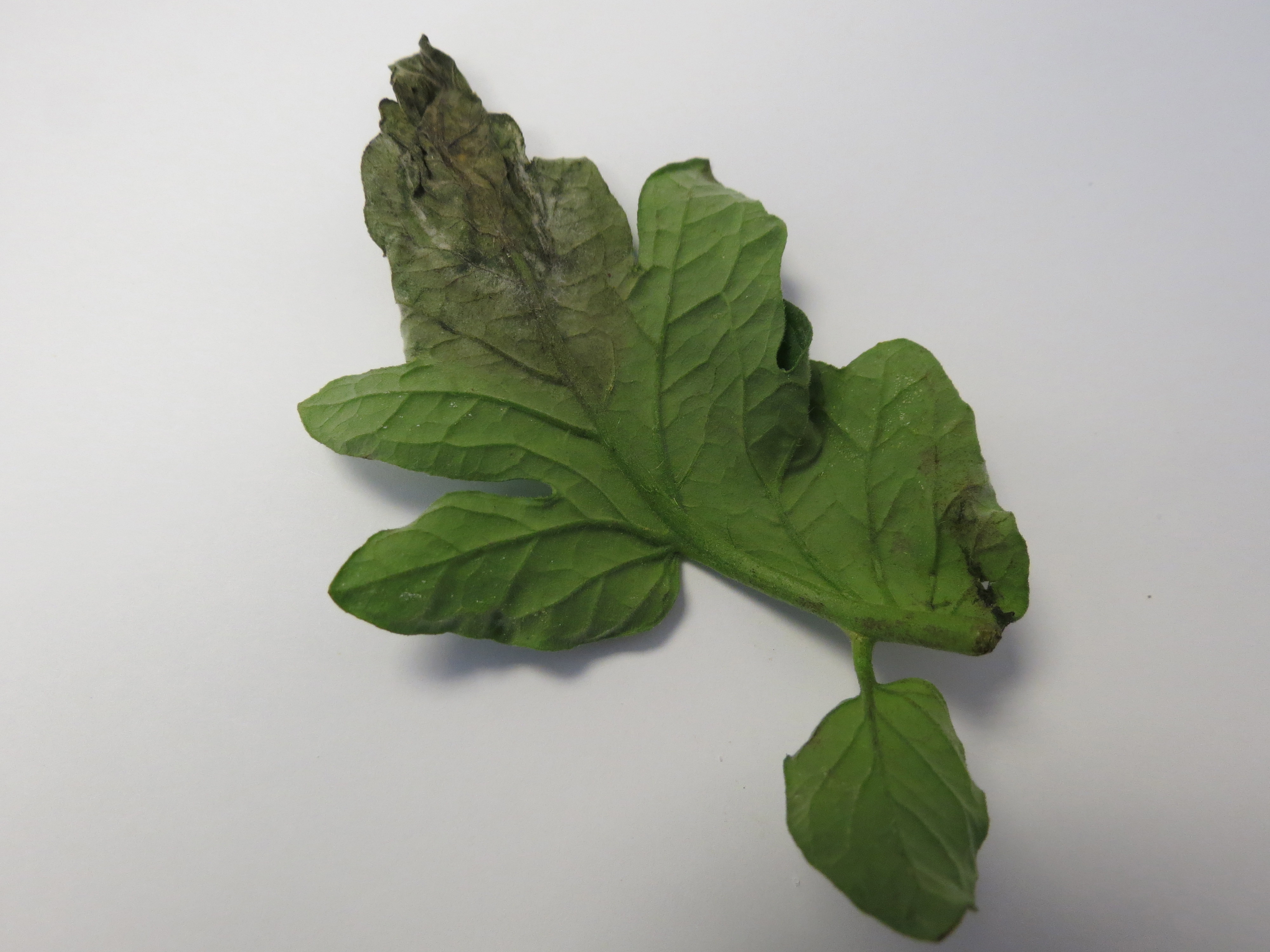 Late blight on back of tomato leaf (Photo Lina Quesada, NCSU vegetable pathology)