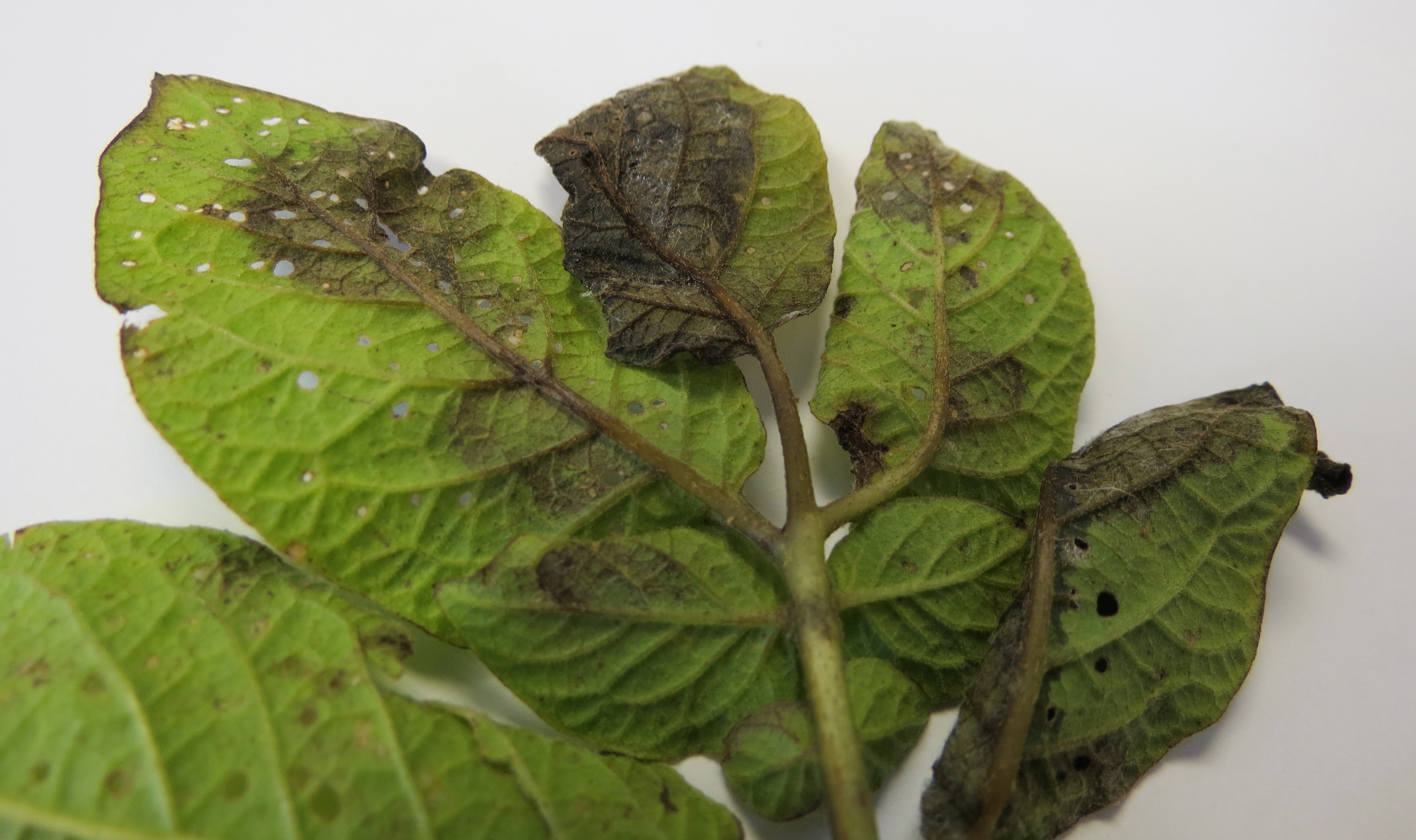 Late blight on back of potato leaf (Photo Lina Quesada, NCSU vegetable pathology)