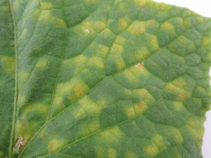 Cover photo for Cucurbit Downy Mildew in FL, GA, and SC