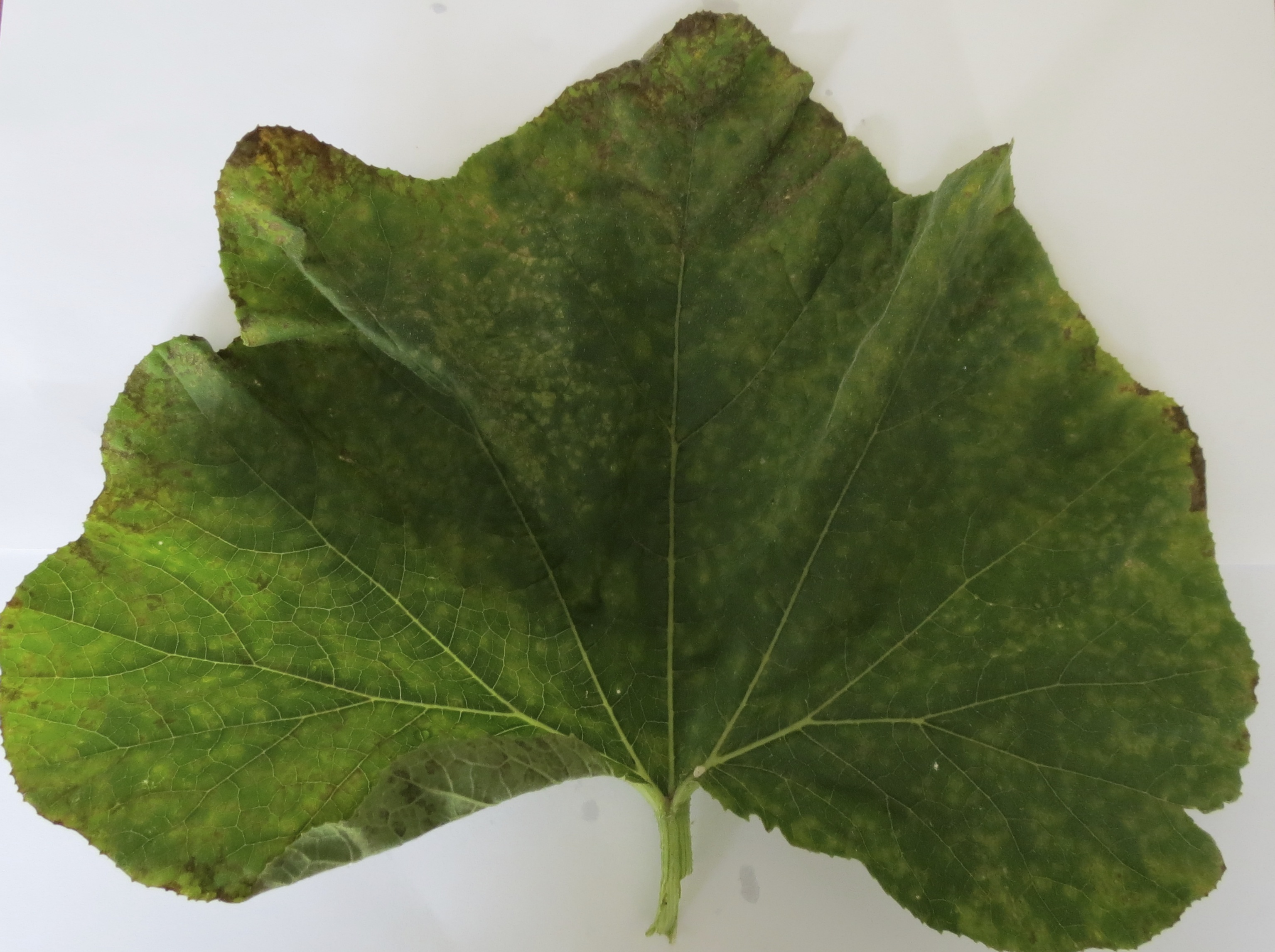 Diagnose Cucurbit Downy Mildew in Different Cucurbit Crops | NC State ...